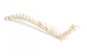 Hund (Canis lupus familiaris), Wirbelsäule, flexibel montiert