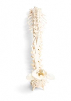 Hund (Canis lupus familiaris), Wirbelsäule, flexibel montiert