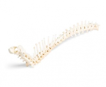 Hund (Canis lupus familiaris), Wirbelsäule, flexibel montiert