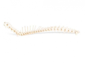 Hund (Canis lupus familiaris), Wirbelsäule, flexibel montiert