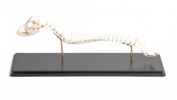 Hund (Canis lupus familiaris), Wirbelsäule + Kopf, fixed montiert