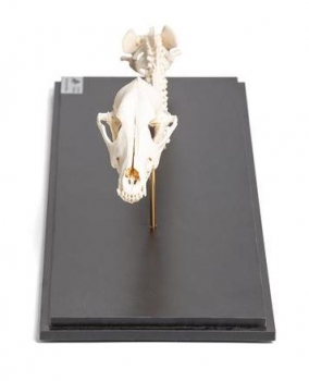 Hund (Canis lupus familiaris), Wirbelsäule + Kopf, fixed montiert