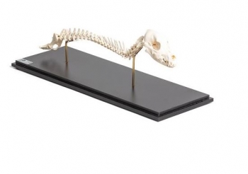 Hund (Canis lupus familiaris), Wirbelsäule + Kopf, fixed montiert