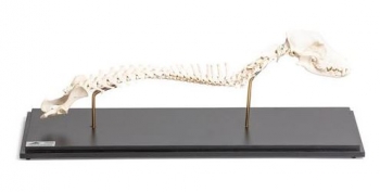 Hund (Canis lupus familiaris), Wirbelsäule + Kopf, fixed montiert