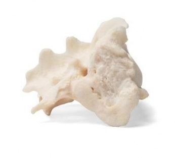 Hund (Canis lupus familiaris), Kreuzbein