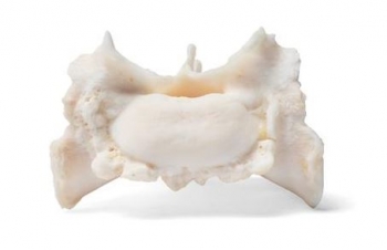 Hund (Canis lupus familiaris), Kreuzbein