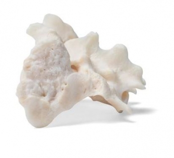 Hund (Canis lupus familiaris), Kreuzbein