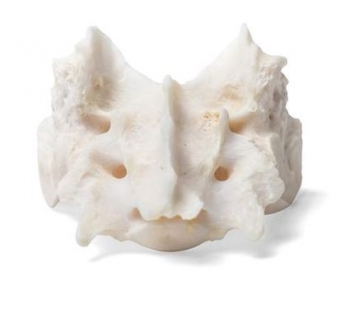 Hund (Canis lupus familiaris), Kreuzbein