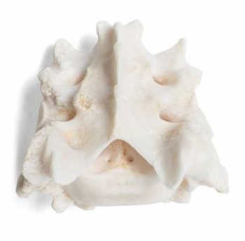 Hund (Canis lupus familiaris), Kreuzbein