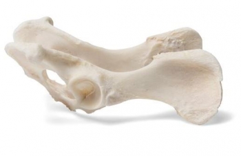Hund (Canis lupus familiaris), Becken