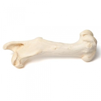 Säugetier Oberschenkelknochen