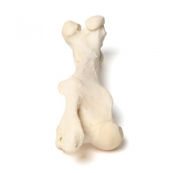 Säugetier Oberschenkelknochen