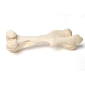 Säugetier Oberschenkelknochen