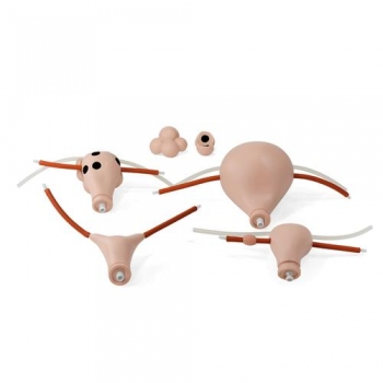 Uterus-Set