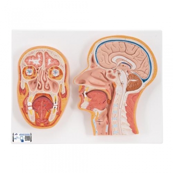 Median- und Frontalschnitt des Kopfes - 3B Smart Anatomy