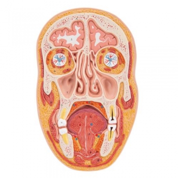 Median- und Frontalschnitt des Kopfes - 3B Smart Anatomy