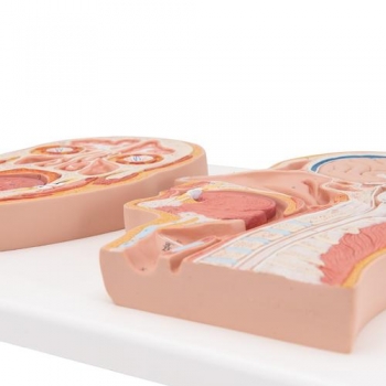 Median- und Frontalschnitt des Kopfes - 3B Smart Anatomy