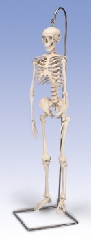 Mini-Skelett „Shorty“, auf Hängestativ