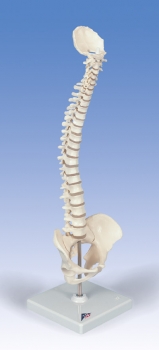 Mini-Wirbelsäule, elastisch