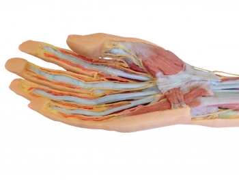 Unterarm und Hand, oberflächliche und tiefe Präparation