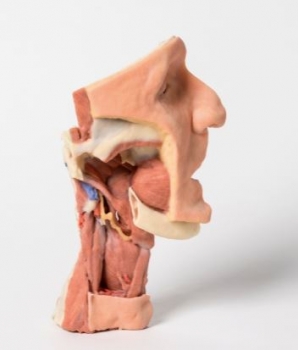 Tiefe Gesichtsknochen/Fossa infratemporalis