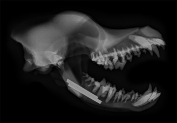 Zahntechnikmodell Hund