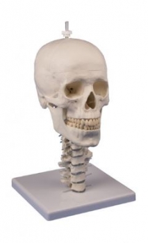 Schädelmodell, 3-teilig mit Schädelstativ Halswirbelsäule