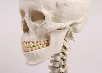 Schädelmodell, 3-teilig mit Schädelstativ Halswirbelsäule