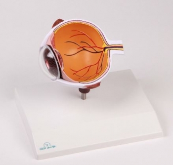 Augenhälfte vergrößert