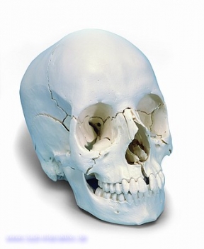 Steckschädel – Anatomische Version, 22-teilig