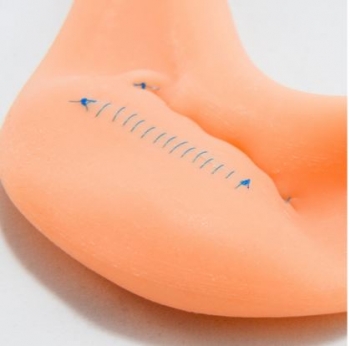 Hohlorgan / Magen-Modell