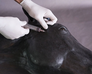 Pferde Simulator 1.0