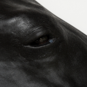 Pferde Simulator 1.0