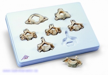 Set mit 7 BONElike™ Halswirbeln