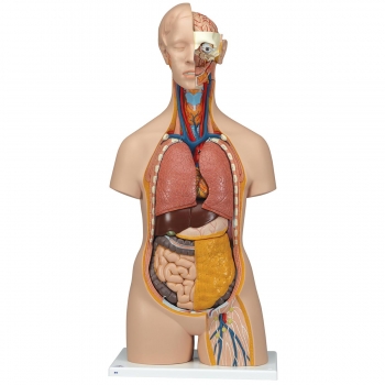 Geschlechtsloser Klassik Torso, 14-teilig
