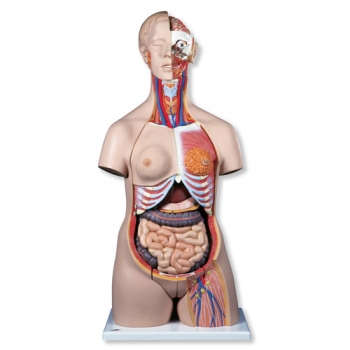 Zweigeschlechtiger Luxus-Torso, 24-teilig