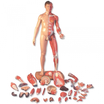 Lebensgroße zweigeschlechtige 3B Scientific® Muskelfigur, europäisch, 39-teilig