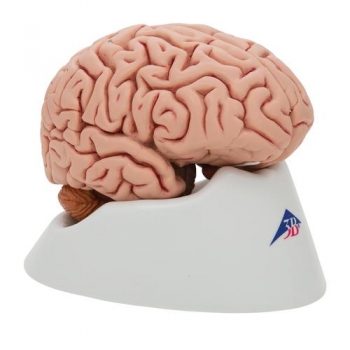 Gehirn, klassisch, 5-teilig