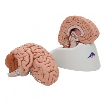 Gehirn, klassisch, 5-teilig