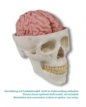 Anatomisches Gehirnmodell, lebensgroß, 5-teilig (C918)