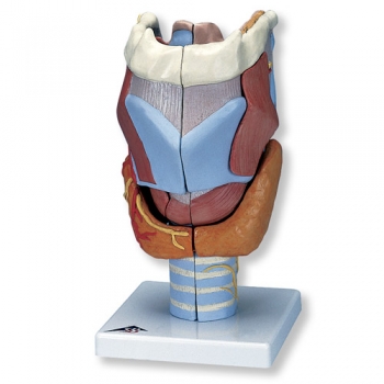 Kehlkopf, 2-fache Größe, 7-teilig