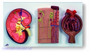 Nierenschnitt, Nephron, Blutgefäße und Nierenkörperchen