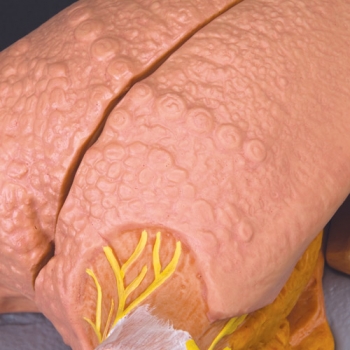 Zungenmodell, 2.5-fache Größe, 4-teilig