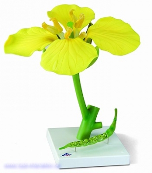 Rapsblüte (Brassica napus ssp. oleifera), Modell