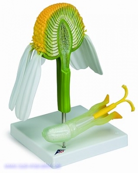 Kamillenblüte (Matricaria chamomilla), Modell