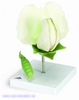 Erbsenblüte (Pisum sativum), Modell