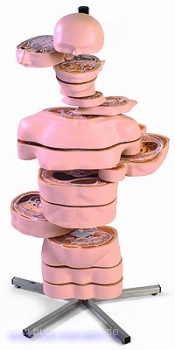 Scheiben-Torso, 15 Scheiben