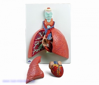 Lunge mit Kehlkopf, 5-teilig