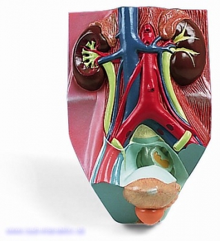 Harnapparat, männlich, 0,75-fache natürliche Größe