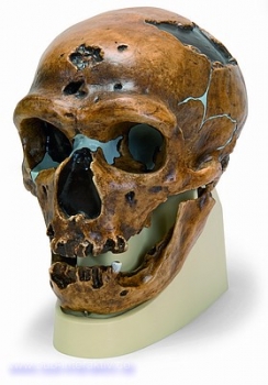 Schädelreplikat Homo neanderthalensis (La Chapelle-aux-Saints 1)